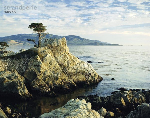 Vereinigte Staaten von Amerika  USA  Baum  Küste  Einsamkeit  Kalifornien