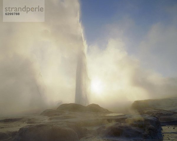 Geysir  Zimmer  Wärme  neuseeländische Nordinsel  Neuseeland  Rotorua