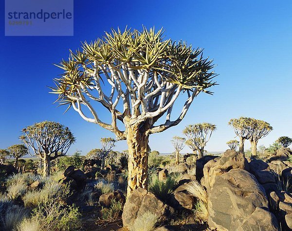 nahe  Köcherbaum  Aloe Dichotoma  Wald  Namibia  Keetmanshoop