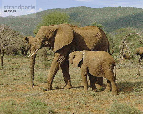 Elefant  Kenia