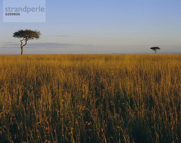 Masai Mara National Reserve  Kenia  Ostafrika  Afrika