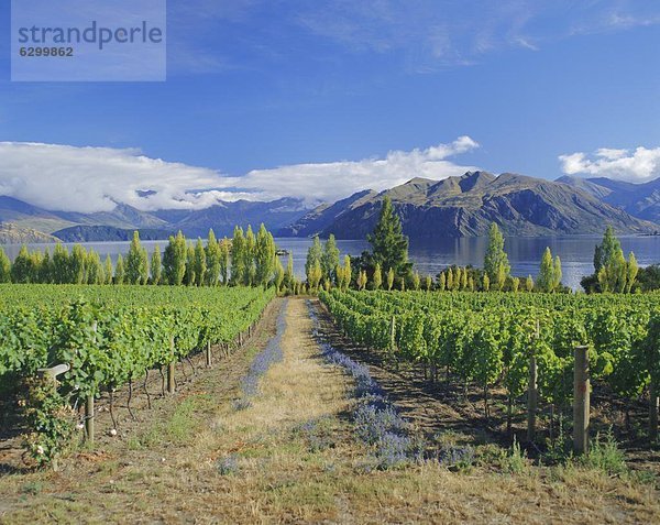 Wasserrand  Weingut  See  Weinberg  neuseeländische Südinsel  Neuseeland  Wanaka