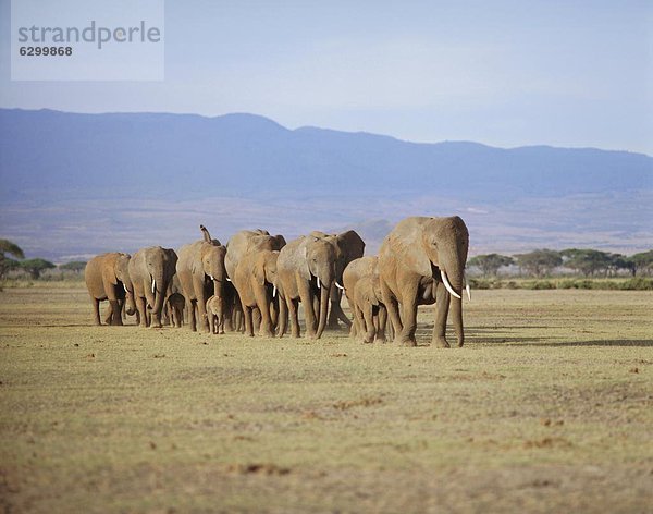 Elefant  jung  Kenia