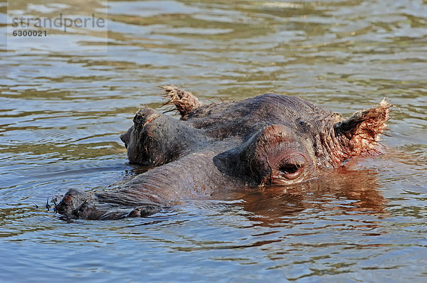 Flusspferd  Nilpferd oder Großflusspferd (Hippopotamus amphibius) im Wasser  Vorkommen in Afrika  captive  Deutschland  Europa