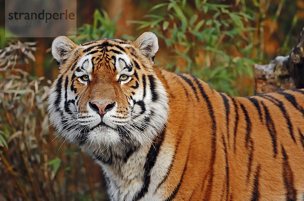 Sibirischer Tiger oder Amurtiger (Panthera tigris altaica)  Vorkommen in Asien  captive  Niederlande  Europa
