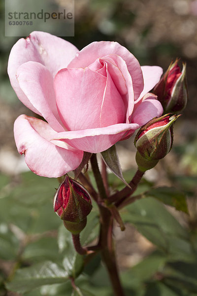 'Floribunda-Rose ''St. Helena'' (Rosa)  Westfalenpark  Dortmund  Nordrhein-Westfalen  Deutschland  Europa'
