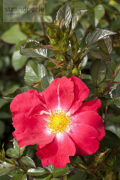 'Floribunda-Rose ''Pink Hedge'' (Rosa)  Westfalenpark  Dortmund  Nordrhein-Westfalen  Deutschland  Europa'
