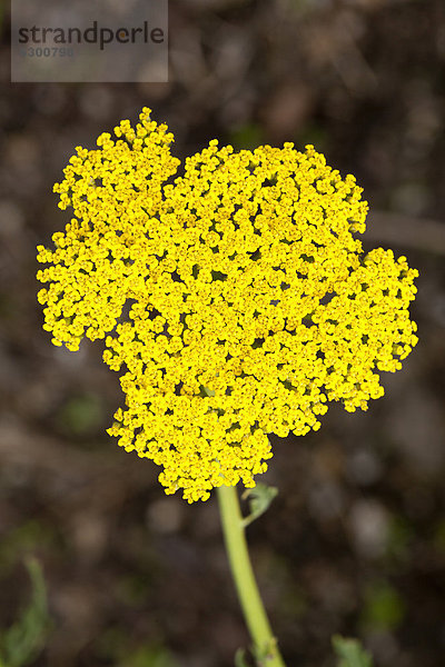 Schafgarbe (Achillea)  Westfalenpark  Dortmund  Nordrhein-Westfalen  Deutschland  Europa