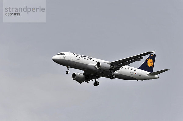 D-AVVR  Airbus A320-200 der Lufthansa  beim Landeanflug  Flugzeugwerft Airbus Finkenwerder  Hamburg  Deutschland  Europa