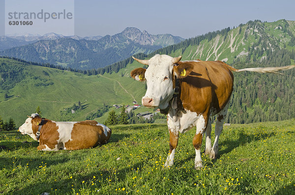 Kühe auf dem Hügel über der Oberen Firstalm  Schliersee-Spitzingsee  Bayern  Deutschland  Europa