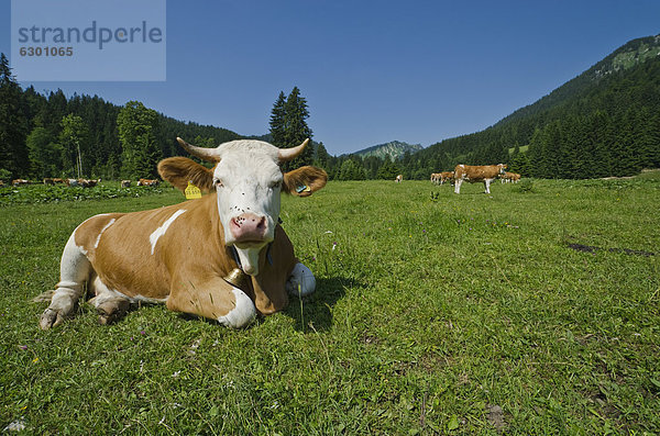Kühe auf der Weide rund um den Spitzingsee  Schliersee-Spitzingsee  Bayern  Deutschland  Europa