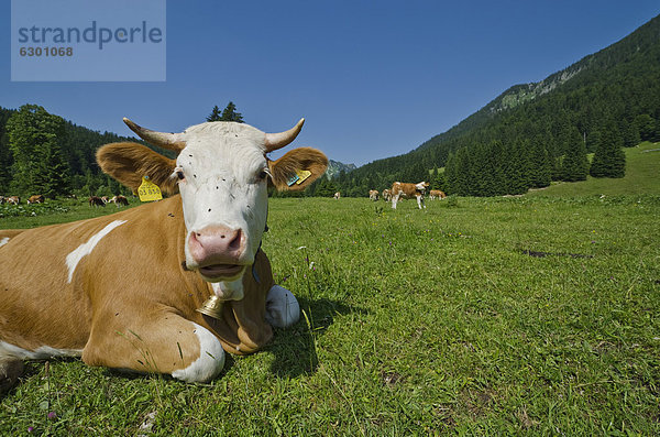 Kühe auf der Weide rund um den Spitzingsee  Schliersee-Spitzingsee  Bayern  Deutschland  Europa