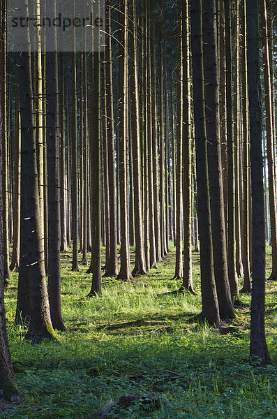 Baumstämme in einem dichten Wald  Andechs  Bayern  Deutschland  Europa