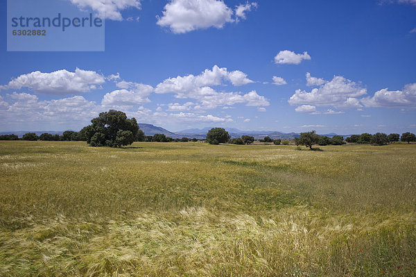 Getreidefelder in der Region um Gorafe  Andalusien  Spanien  Europa