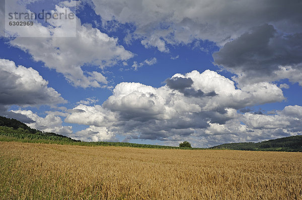 Regenwolken über einem reifen Gerstenfeld  Igensdorf  Oberfranken  Bayern  Deutschland  Europa