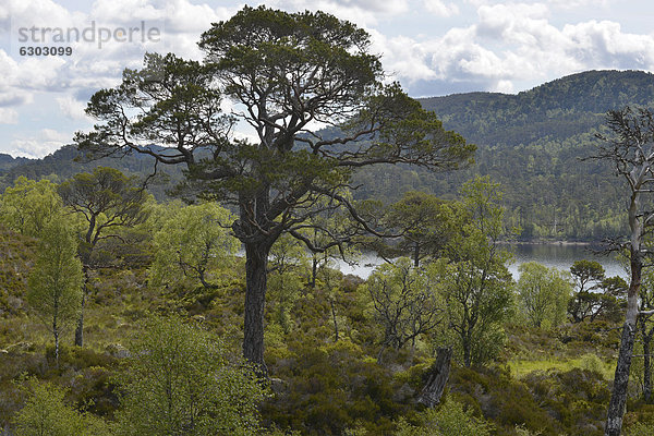Kaledonische Pinien (Pinus)  Glen Affric  Cannich bei Inverness  Schottland  Großbritannien  Europa