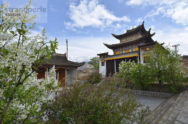 Flieder vor Klostergebäude im traditionellen Baustil  Kloster Tongren  Repkong  Qinghai  ehemals Amdo  Tibet  China  Asien