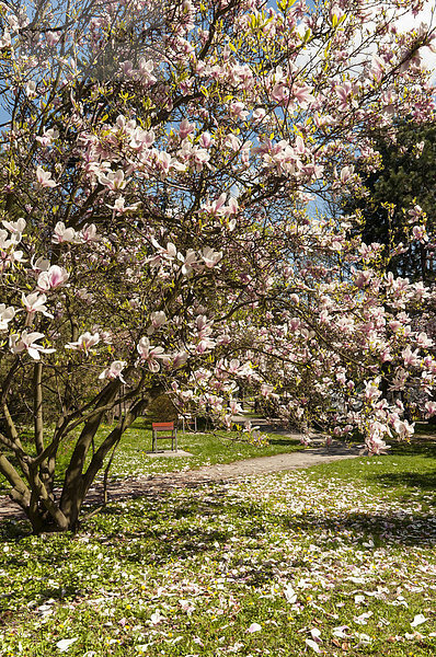 'Magnolie oder Tulpen-Magnolie (Magnolia soulangeana ''Amabilis'')  in Blüte  Smetanovy sady  Olomouc  Tschechische Republik  Europa'