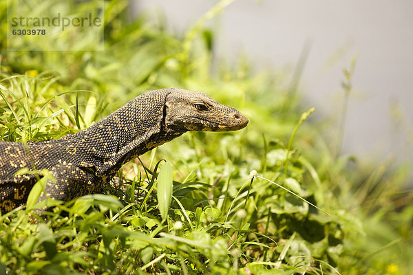 Bindenwaran (Varanus salvator)  Yala Nationalpark  Sri Lanka  Asien