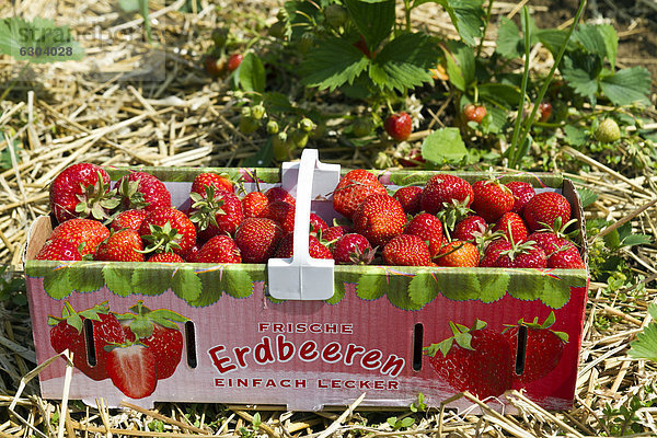 Erdbeeren in einem Korb  Erdbeerernte