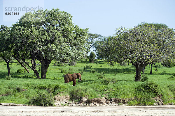 Afrikanischer Elefantenbulle (Loxodonta africana) im Tarangire Nationalpark  Tansania  Afrika