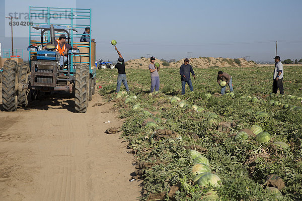 Mexikanische Landarbeiter bei der Wassermelonenernte auf einem Feld im San Joaquin Valley  Di Giorgio  Kalifornien  USA