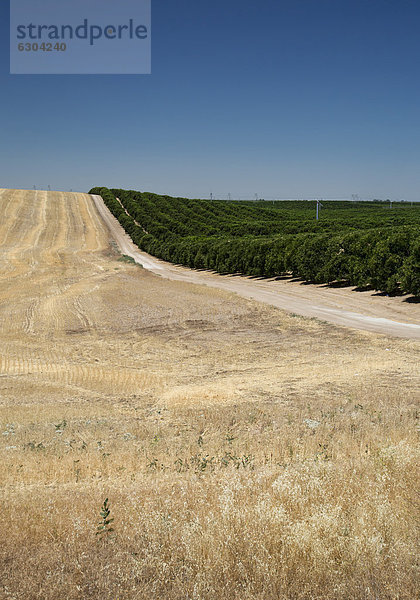 Eine grüne bewässerte Obstplantage neben einem nicht-bewässerten Heufeld im San Joaquin Valley  Richgrove  Kalifornien  USA