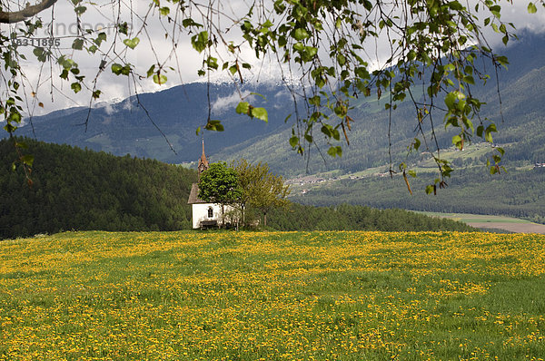Kapelle auf einer Blumenwiese  Reischach  Südtirol  Italien