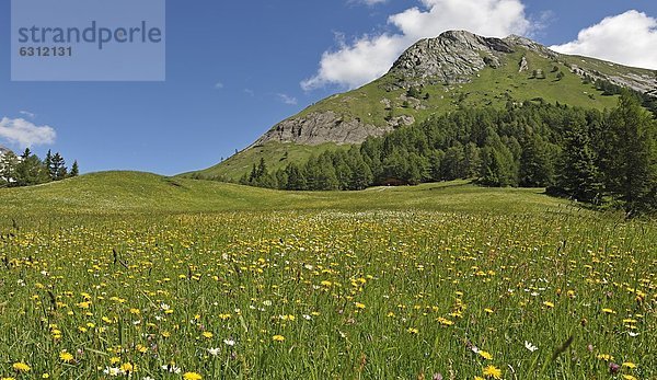 Bergwiese in den Hohen Tauern  Tirol  Österreich