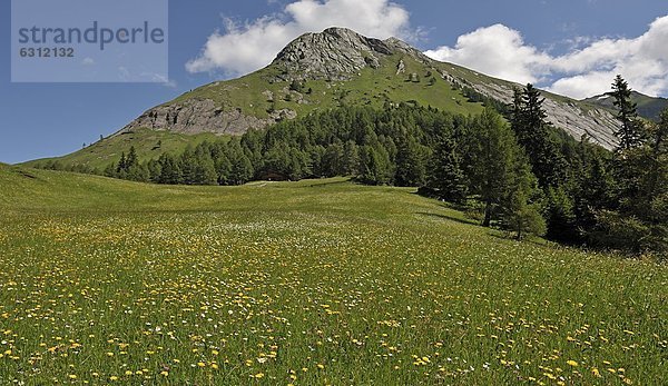 Bergwiese in den Hohen Tauern  Tirol  Österreich