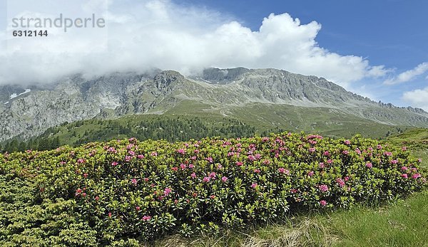 Rhododendron