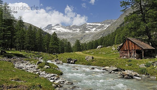 Fluss und Kiefern im Tal  Hohe Tauern  Tirol  Österreich