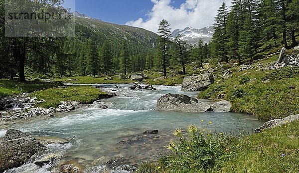 Fluss und Kiefern im Tal  Tirol  Österreich