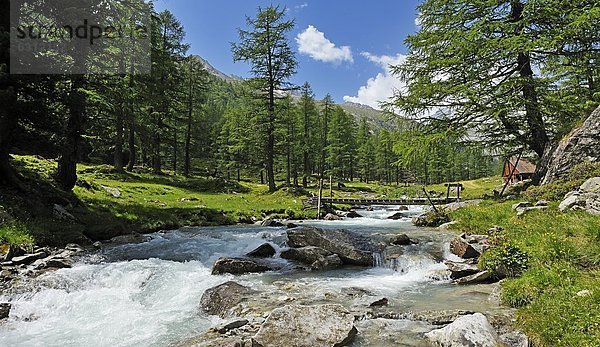 Fluss und Kiefern im Tal  Tirol  Österreich