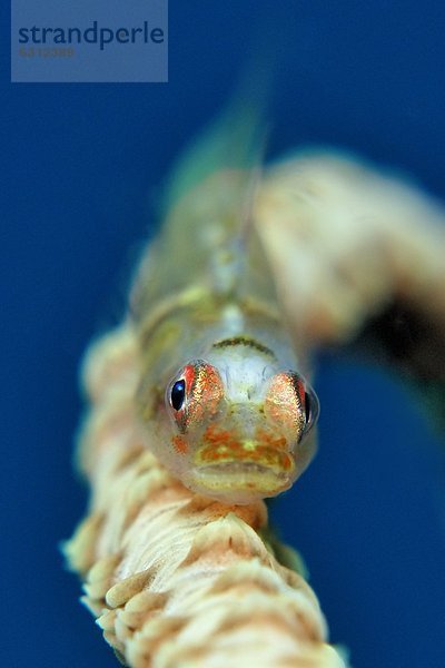 Gorgonien-Zwerggrundel (Bryaninops amplus) auf einer Weichkoralle  Vitu-Inseln  Bismarcksee  Papua-Neuguinea  Unterwasseraufnahme Unterwasseraufnahme