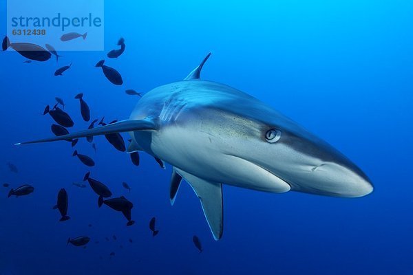 Silberspitzenhai (Carcharhinus albimarginatus) mit Doktorfischen  bei Father Reefs  Bismarcksee  Papua-Neuguinea  Unterwasseraufnahme Unterwasseraufnahme