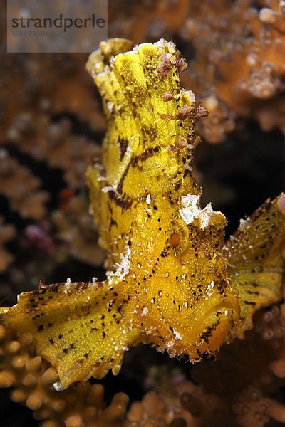 Schaukelfisch (Taenianotus triacanthus)  Kavieng  Bismarcksee  Papua-Neuguinea  Unterwasseraufnahme Unterwasseraufnahme