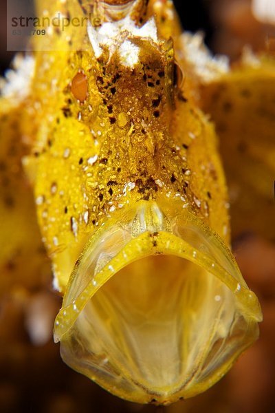 Schaukelfisch (Taenianotus triacanthus)  Kavieng  Bismarcksee  Papua-Neuguinea  Unterwasseraufnahme Unterwasseraufnahme