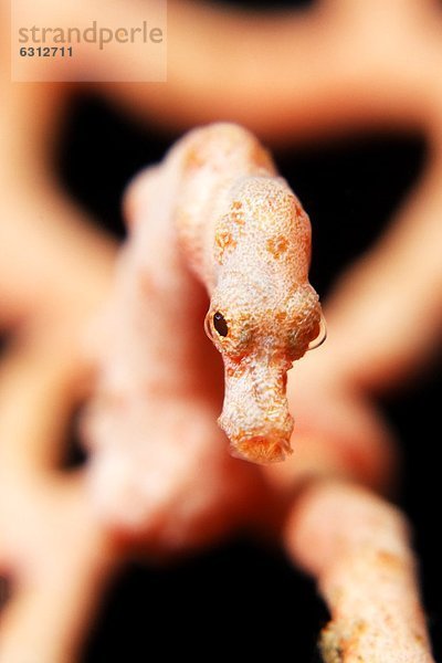 Denise-Zwergseepferdchen (Hippocampus denise) in einer Koralle  bei Lissenung Island  Kavieng  New Ireland  Papua-Neuguinea  Pazifik  Unterwasseraufnahme Unterwasseraufnahme