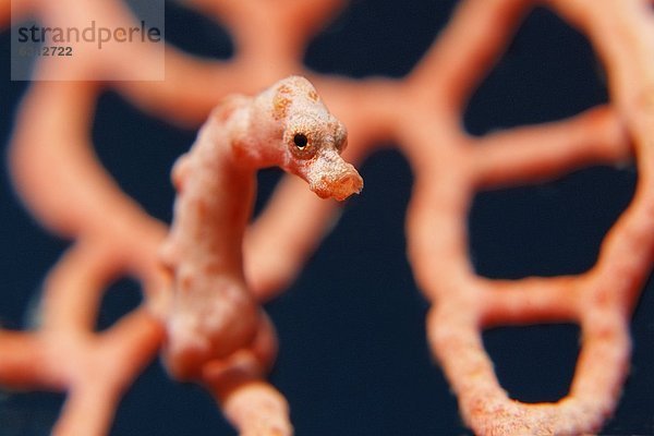 Denise-Zwergseepferdchen (Hippocampus denise) in einer Koralle  bei Lissenung Island  Kavieng  New Ireland  Papua-Neuguinea  Pazifik  Unterwasseraufnahme Unterwasseraufnahme