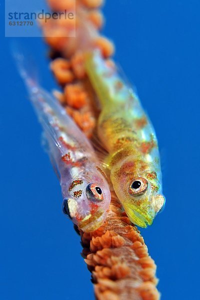 Zwei Gorgonien-Zwerggrundeln (Bryaninops amplus) auf einer Peitschenkoralle  Kavieng  Neuirland  Papua-Neuguinea  Unterwasseraufnahme Unterwasseraufnahme