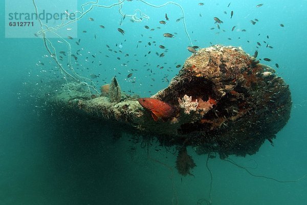 Blutroter Juwelenbarsch (Cephalopholis cruentata) an einem Flugzeugwrack  Kavieng  Neuirland  Papua-Neuguinea  Unterwasseraufnahme Unterwasseraufnahme