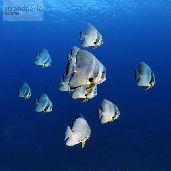 Langflossen-Fledermausfisch (Platax teira)  Nord-Male-Atoll  Malediven  Unterwasseraufnahme Unterwasseraufnahme