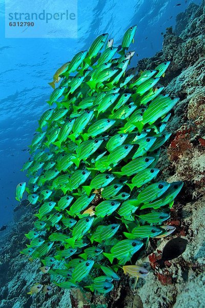 Schwarm Blausteifen-Schnapper (Lutjanus kasmira) über dem Riff am Baa-Atoll  Malediven  Unterwasseraufnahme Fischschwarm Unterwasseraufnahme