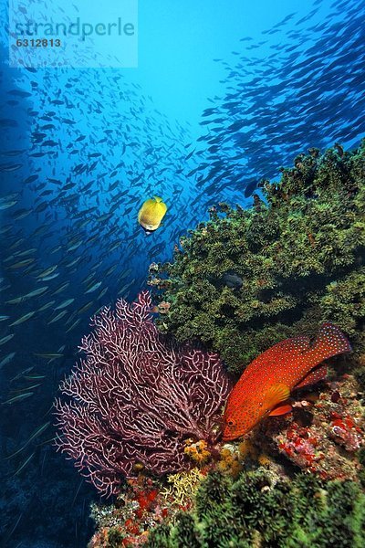 Juwelenbarsch (Cephalopholis miniata) und Japanischer Halsband-Falterfisch (Chaetodon auripes) an Korallen  Baa-Atoll  Maldiven  Unterwasseraufnahme Unterwasseraufnahme