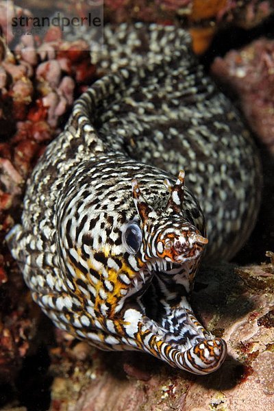 Drachenmuräne (Enchelycore pardalis)  Mirbat  Oman  Indischer Ozean  Unterwasseraufnahme Unterwasseraufnahme