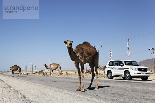 Dromedare auf der Straße im Oman