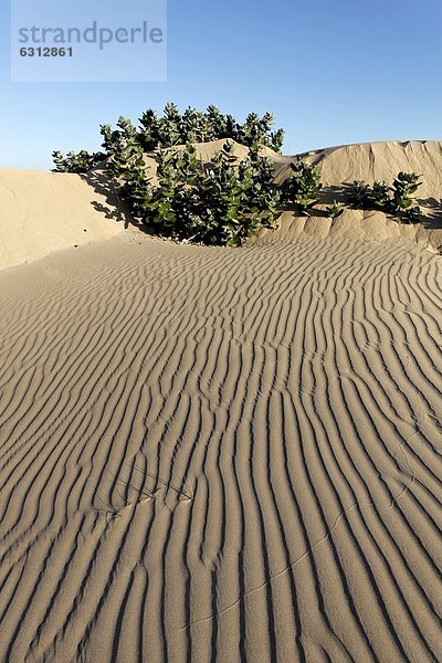 Sanddüne mit grünen Pflanzen  Oman