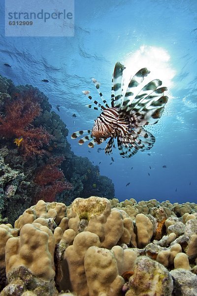 Pazifischer Rotfeuerfisch (Pterois volitans) über Steinkorallen  bei Akaba  Jordanien  Rotes Meer  Unterwasseraufnahme Unterwasseraufnahme