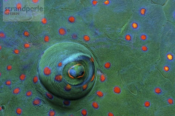 Auge eines Besenschwanz-Prachtlippfisches (Cheilinus lunulatus)  Elat  Israel  Rotes Meer  Unterwasseraufnahme Unterwasseraufnahme